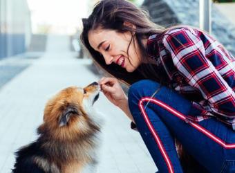 Unleashing Good Behavior: When’s the Right Time for Dog Training?