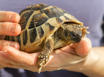 6 Differences Between Turtles and Tortoises